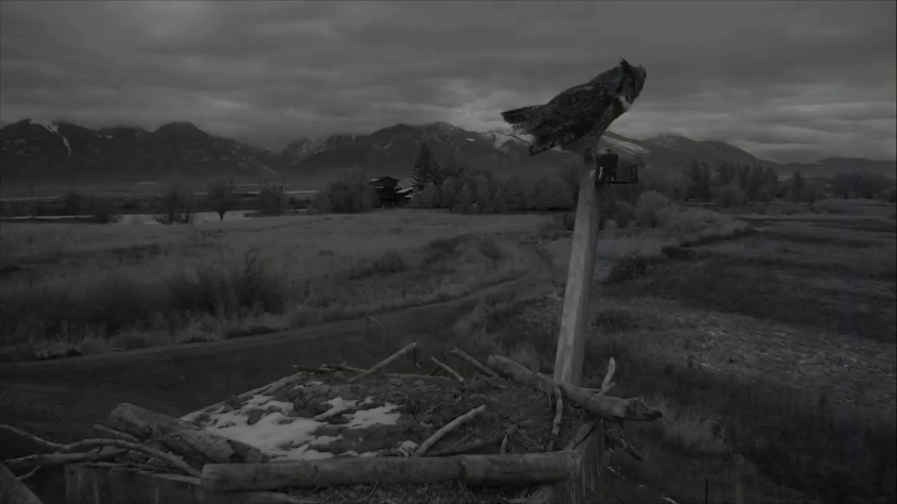 Great Horned Owl Duet 121018 (Charlo Montana Osprey Nest). YouTube
