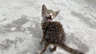 The skinny kitten sat by the roadside, loudly crying out to attract the attention of passersby.