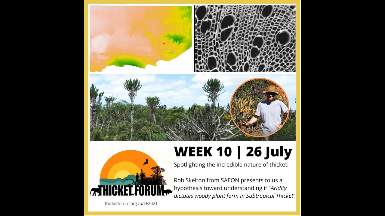 10A Rob Skelton (2021) Does aridity dictate woody plant form in