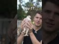 Raising a Chicken