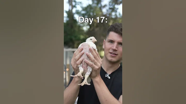 Raising a Chicken - DayDayNews