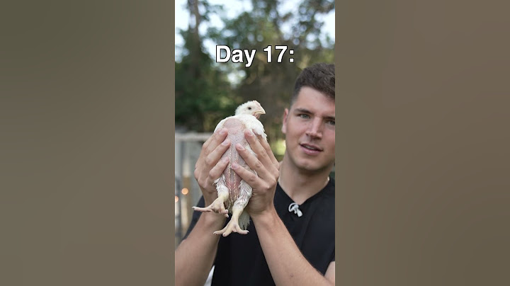 I Raised A Chicken, Then Cooked It