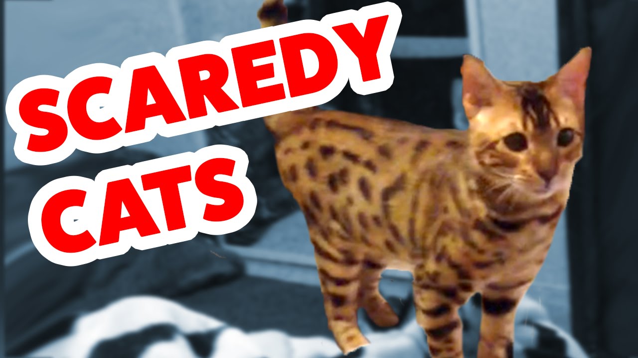 Scaredy Cats Video Compilation 2016 