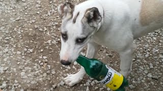 A Plastic Bottle Is The Best Toy You Can Get For Your Dogs (1/2)