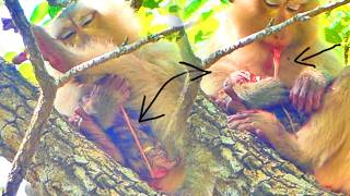 OMG....May GOD Bless You..! Wild Newborn BB Got Groomed And Nursed - After Born Few Minutes