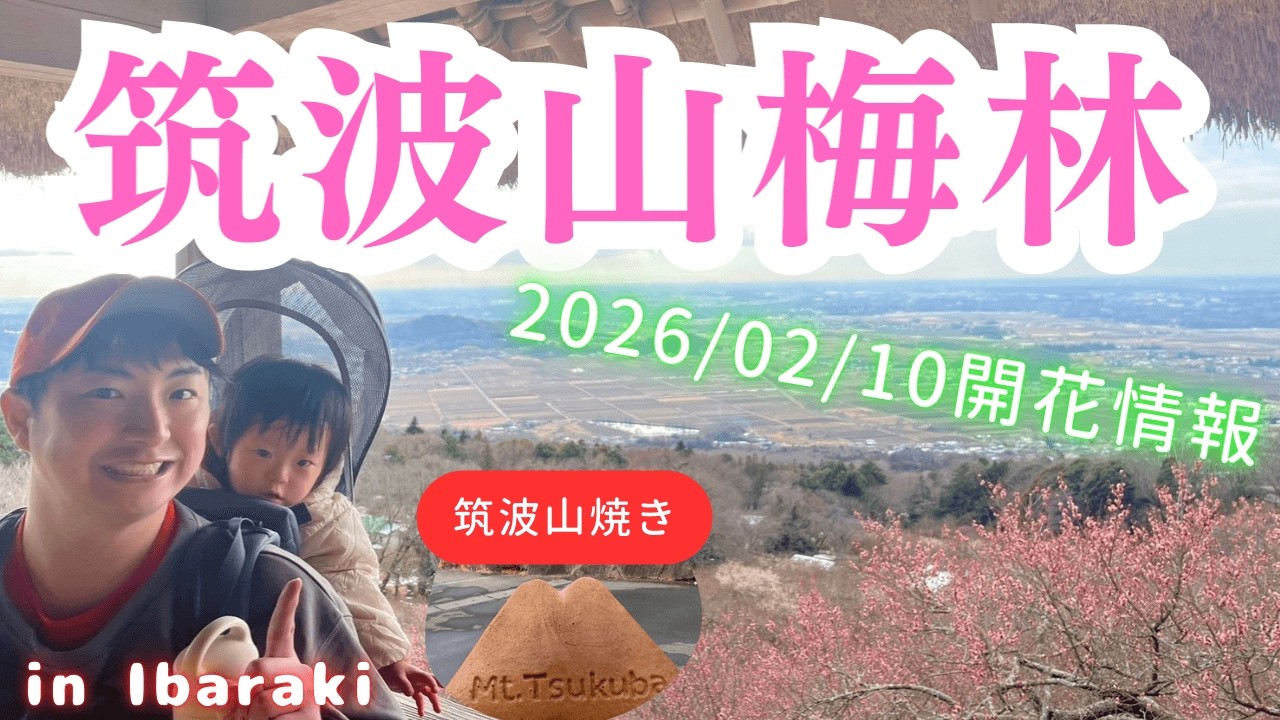 【筑波山梅林】2026年2月10日はどれくらい咲いてる？ゆったり梅の花を見に行きました🌸