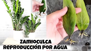 Cómo reproducir la planta de la prosperidad, zz plant, zamioculca