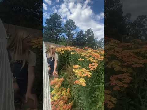 Video: Otužilé rastliny yarrow – informácie o odrodách rebríka pre záhrady zóny 5