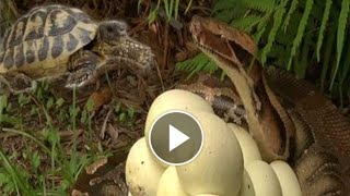 Mother Python protects the egg from the Lizard 💟💟💟 Wealth