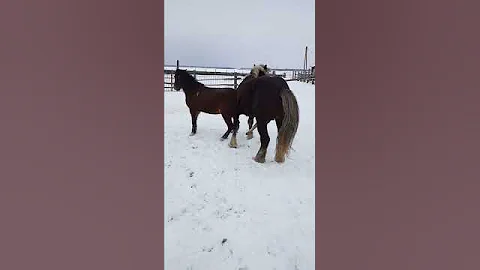 #Кобылица_страптивая_18+