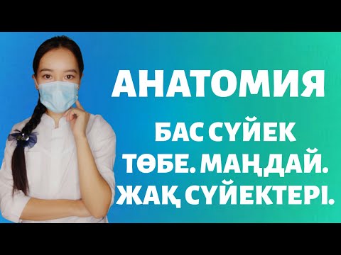 ОСТЕОЛОГИЯ. АНАТОМИЯ. БАС СҮЙЕК.