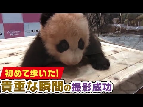 どうぶつピース かわいい大図鑑 特別編 1 パンダの赤ちゃん成長物語 初めて歩く日 他 Youtube