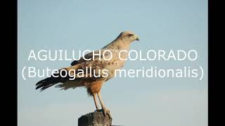 Aves De La Familia Accipitridae 2018