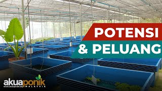 Potensi & Peluang Bisnes | Ternakan Udang Kara | Lobster Air Tawar | S'Maju Agro Venture