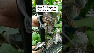 Air layering is quickly method to propagate Vine Trees #vines #airlayering #grafting #gardening