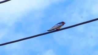 Swallow singing on a cable