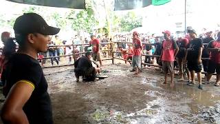 CELENG NINGRAT ft GADON MUDO