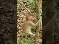 Wildlife monkeys 🐒😘😍🐒 #Shorts #ViralVideo #Trending #CuteAnimals #wildlife #MonkeyShorts