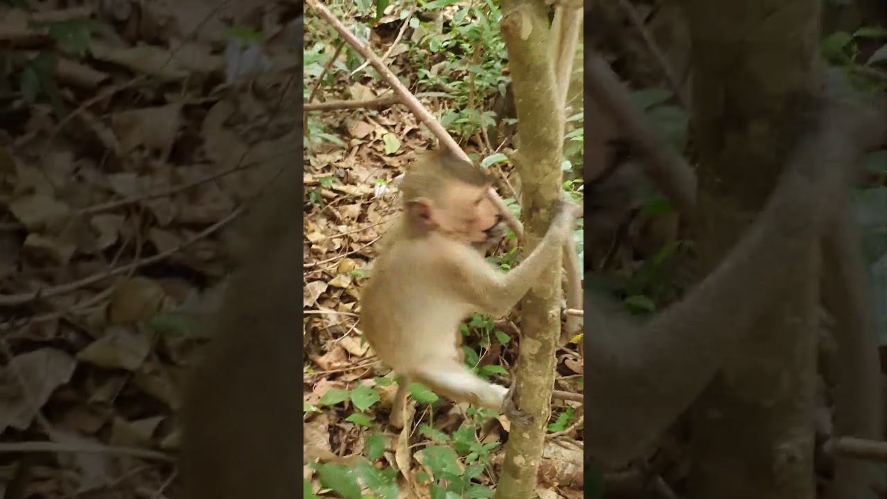 Wildlife monkeys 🐒😘😍🐒 #Shorts #ViralVideo #Trending #CuteAnimals #wildlife #MonkeyShorts