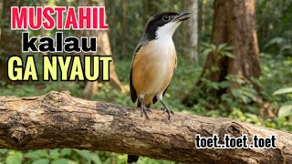SUARA CENDET GACOR || TOET TOET biangnya bikin cendet jenis apapun langsung nyaut emosi ikutan bunyi