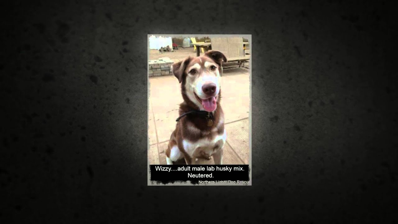 northern lights dog rescue