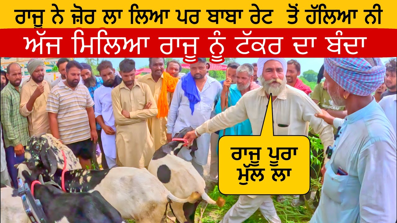 ਅੱਜ ਰਾਜੂ ਨੂੰ ਦੱਬ ਲਿਆ ਬਾਬੇ ਨੇ | Sahuli bakra mandi । goats । goat #goat#goats @iltilanadhuri