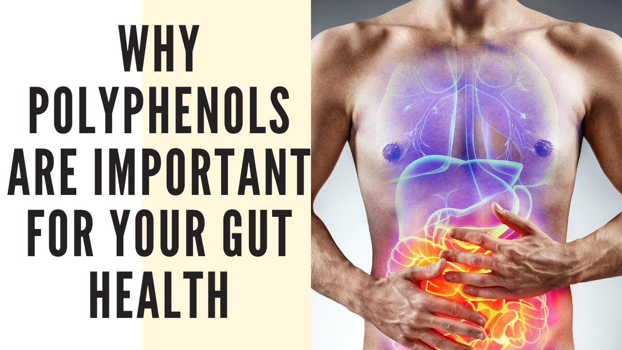 Why Polyphenols Are Important For Your Gut Health - YouTube