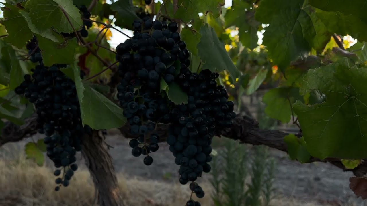 Vrede en Lust Wine Estate Harvest 2023