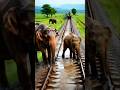 Train Hit The Elephant Elephant Hathi Hathivideo Animals Animalsvideo Shortsfeed Shortvideo