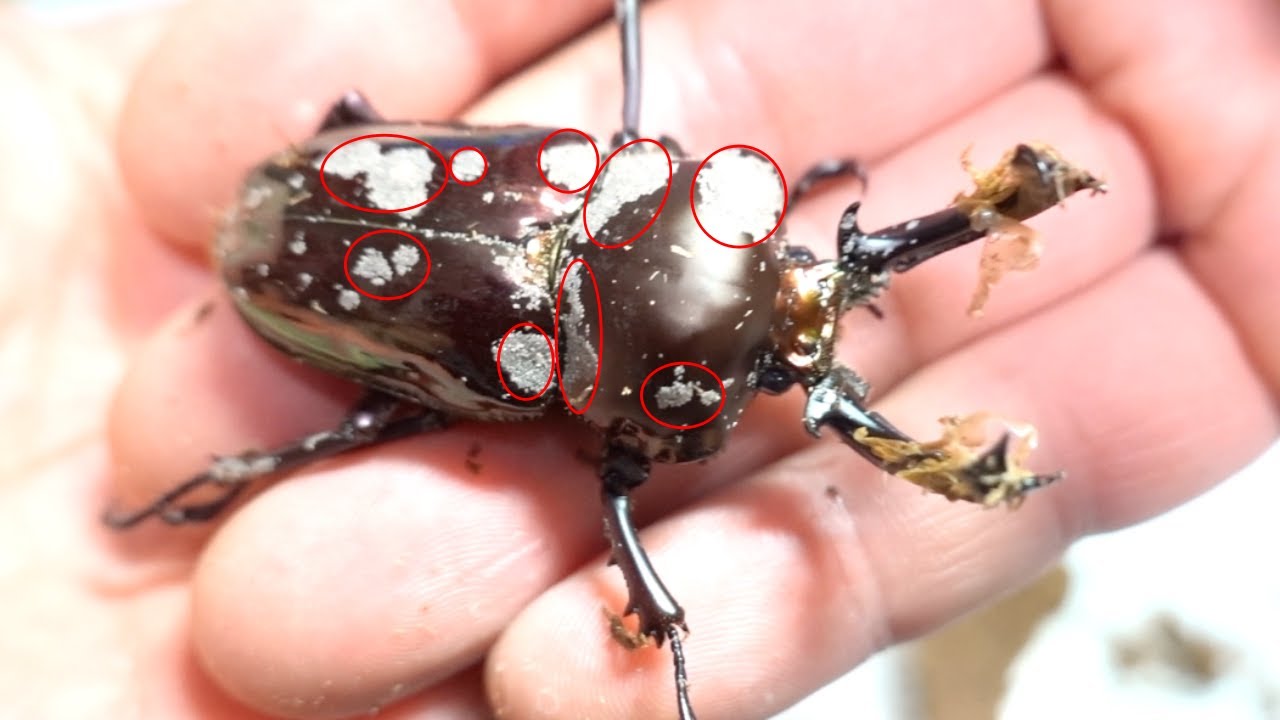 クワガタに付いた大量の寄生虫を駆除するぞ Removing Many Mites On A Stag Beetle Youtube