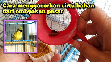 GAK PERLU BELI YANG GACOR‼️ Cara ini bisa bikin sirtu bahan jadi Fighter dan juwehh..