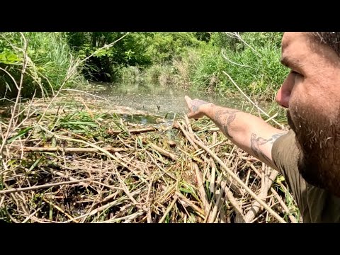 “BEAVERS PIPE EXPLOSION” Unclogging Culvert Intake Ditch By Removing ...