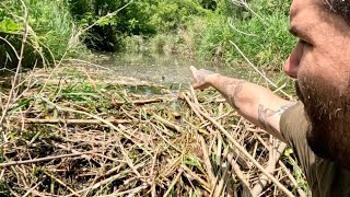 “BEAVERS PIPE EXPLOSION” Unclogging Culvert Intake Ditch By Removing Beaver Dam