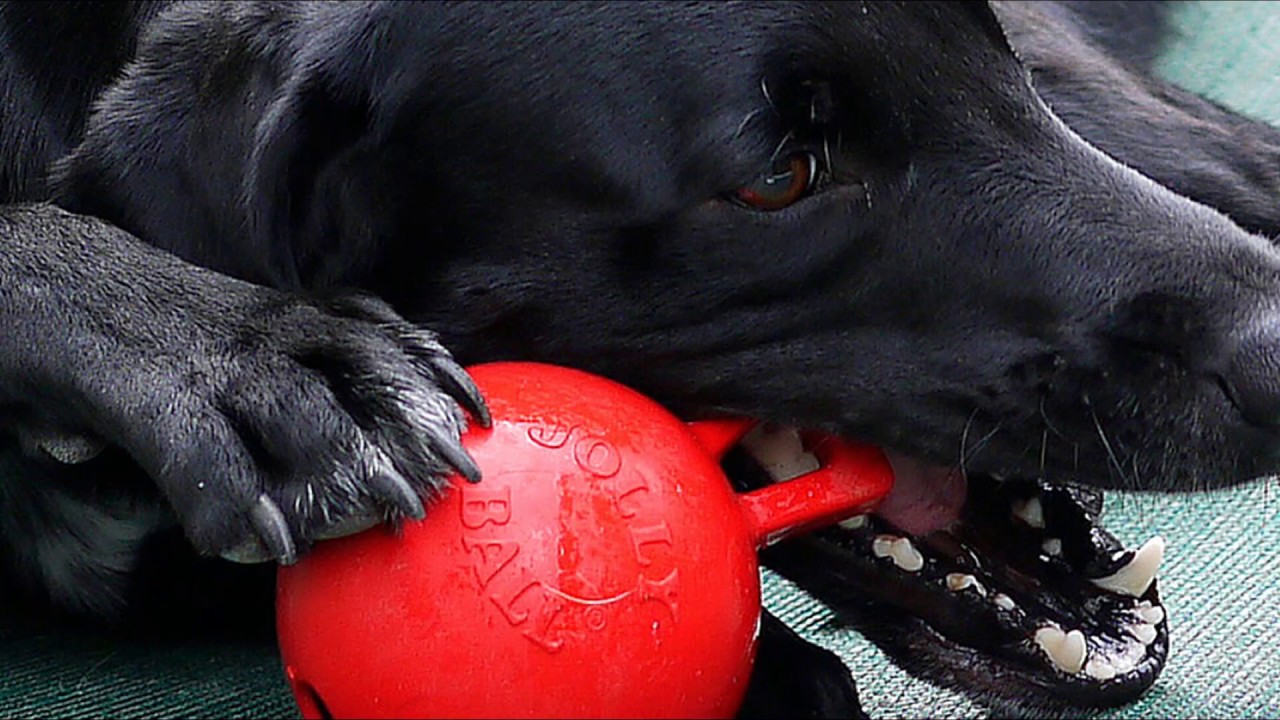 Jolly Pets Tug-N-Toss Jolly Balle Jouet Pour Animal De