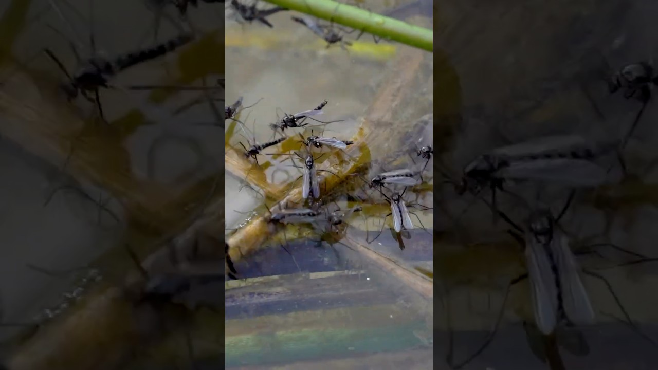 Catch Fish ALL YEAR With These Flies!