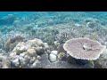 Snorkeling in Misool