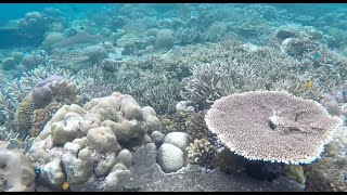 Snorkeling in Misool