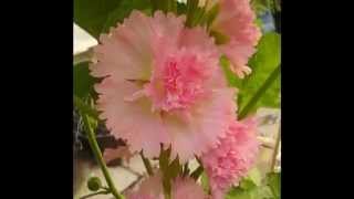 Fridrik Karlsson,..'Another World',..(Total Balance),..Autumn Blooms 2012.