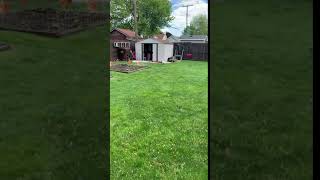 Jack Russell Terrier Puppies Sale in Monroe, MI