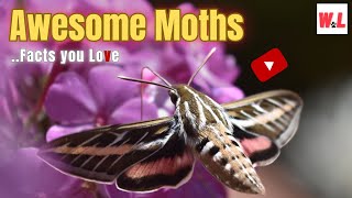Awesome Moths10 Astonishing Hidden Facts About These Insects