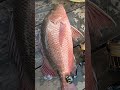 Ikan MangroveJack SegaraAnakan Cilacap