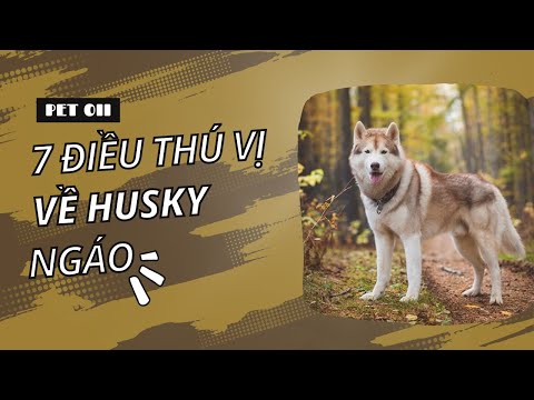 Video: Oh, chỉ 17 con vật cưng mũm mĩm