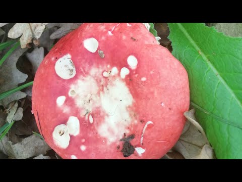 Video: Russula ailesi. laktik mantarlar