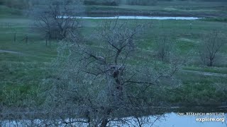 Great Horned Owl S Place - 524-2022 - Little One Doesnt Want To Leave The Nest