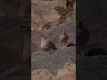 تیهو از پرندگان زیبای کوهستان Wildlife Ornithology Birdwatching See See Partridg 