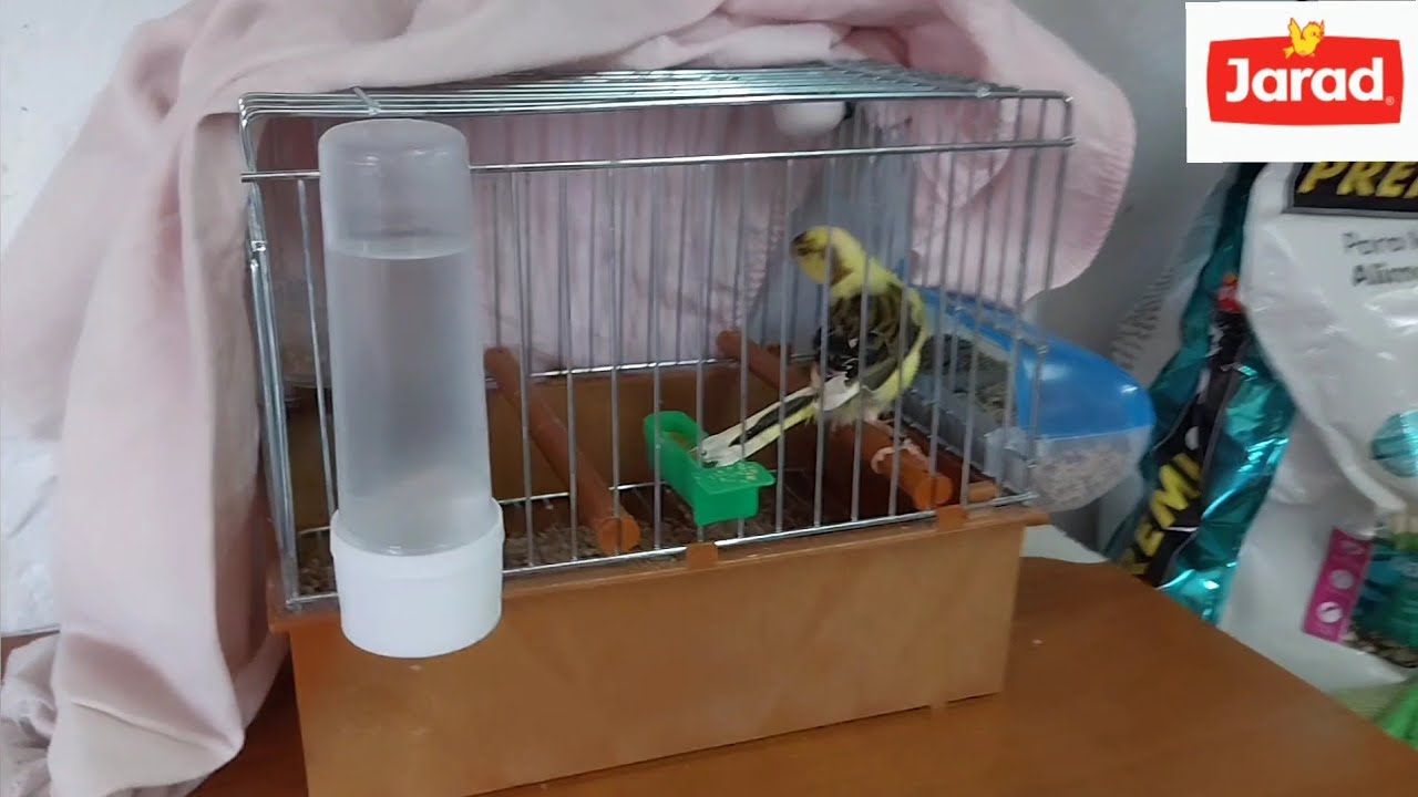  CUIDADO!!! POLLOS ADELANTADOS, BUENO O MALO? 🤔TIMBRADO ESPAÑOL ORIGINAL 