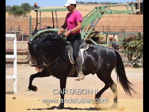 CARTABON II PRE Rappe stallion www.andalusier.com andalusier1 - YouTube