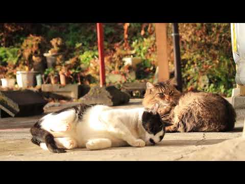 もふもふ野良猫とちょび 201220