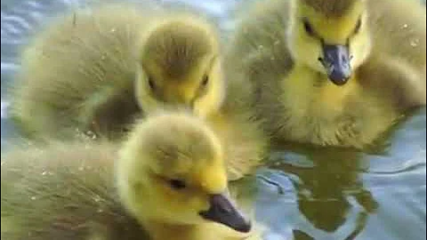 GOD AND GOD ALONE by STEVE GREEN with lyrics