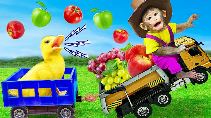 Baby Monkey KiKi takes DUCKLINGS to harvest fruit at the farm | KUDO ANIMAL